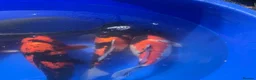 Koi Carp fish for sale: Koi Carp Reducing Sock  in Norwich - Advert 6
