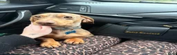 Miniature Dachshund dogs for sale: Male miniature dachshund  - Advert 3