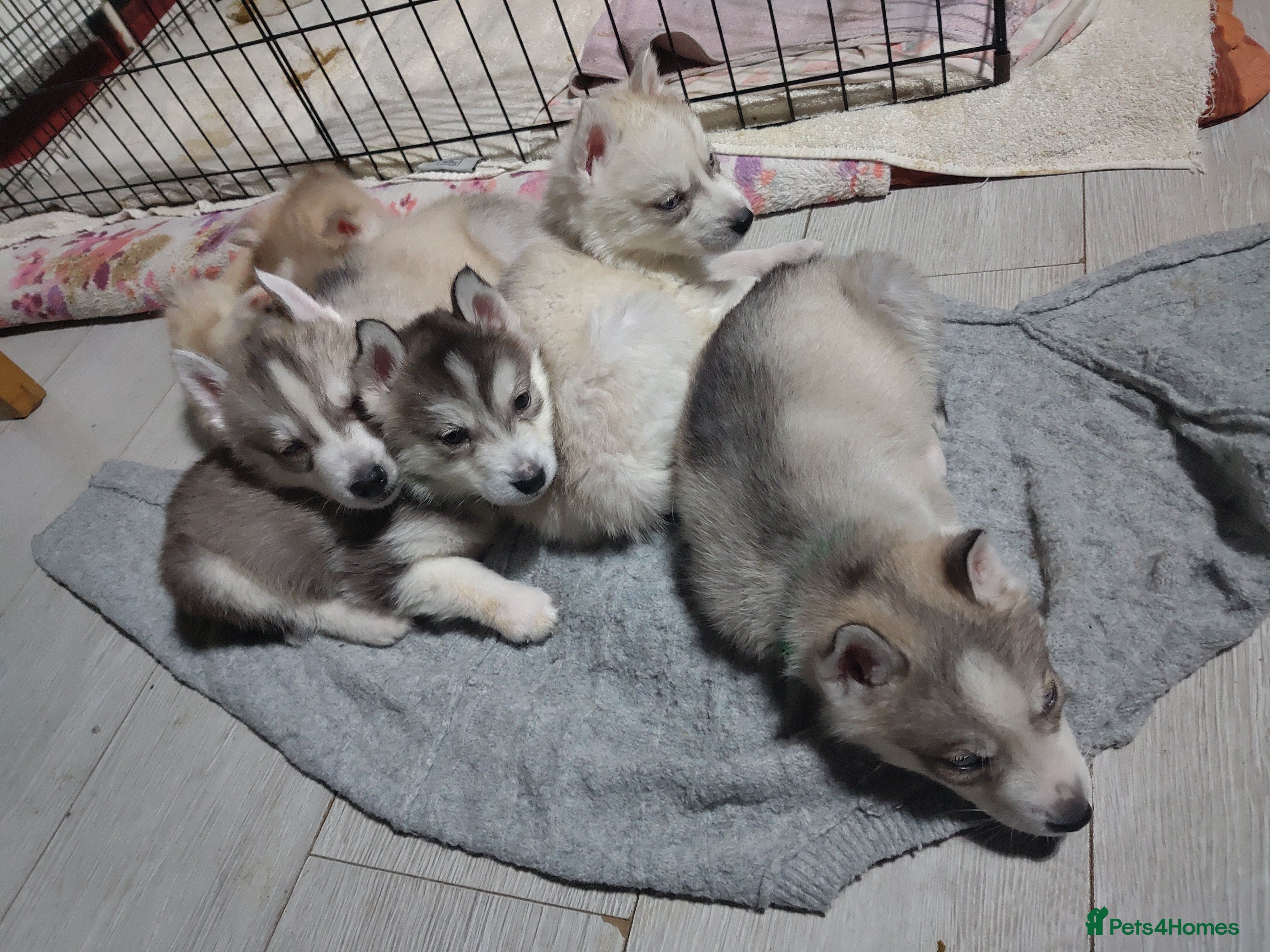 Siberian Husky dogs Beautiful Siberian husky Pups - Advert 2