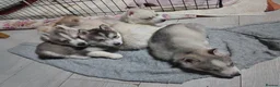 Siberian Husky dogs for sale: Beautiful Siberian husky Pups, Rare Eye Colour - Advert 5