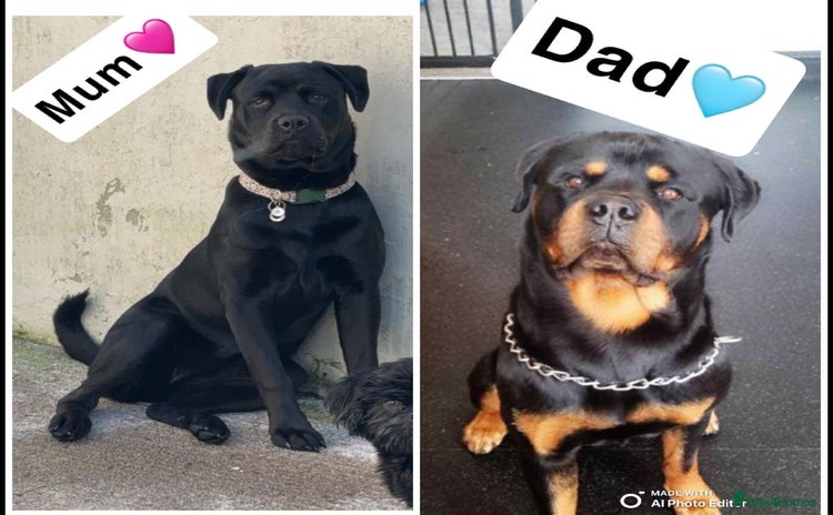 Rottweiler dogs - Advert 1