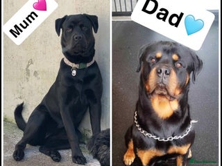 Rottweiler dogs - Advert 30