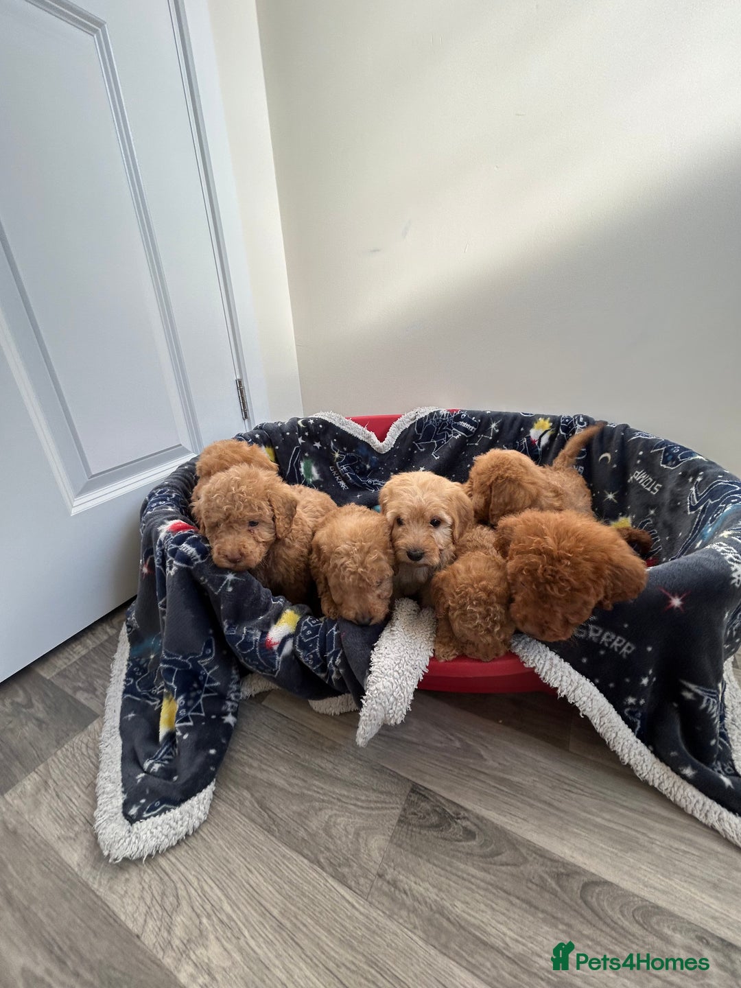 Cockapoo dogs for sale: 8 weeks old beautiful Cockapoo puppies  - Image 22