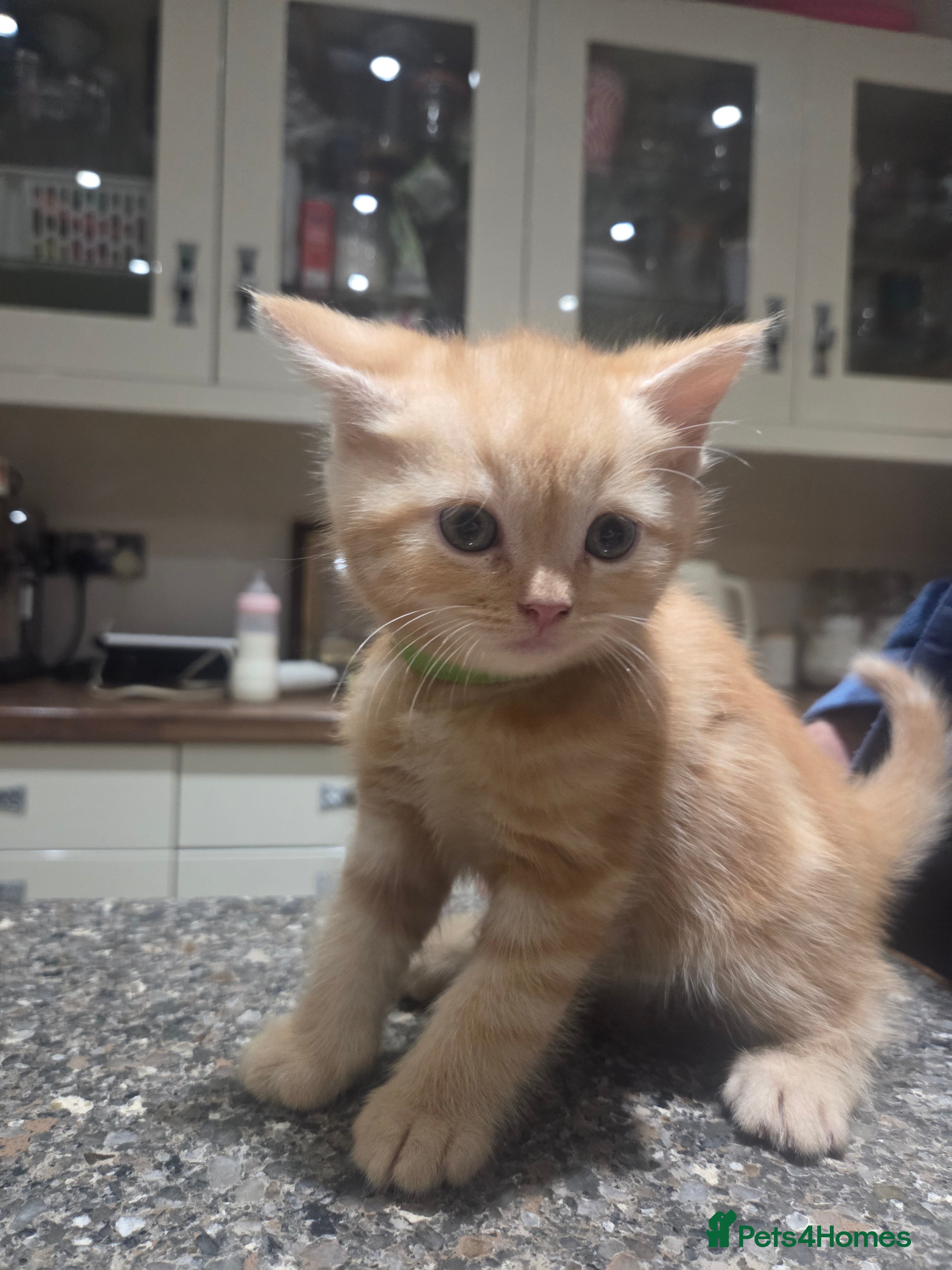 Persian cats for sale: Persian Cross tabby kittens for sale  in Warminster - Advert 10