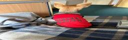 Chihuahua dogs for sale: Adult  **  Chihuahua Boy in Blairgowrie - Advert 5
