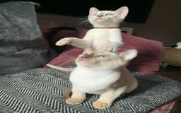 Burmese cats for sale: Chocolate mink Generation Pedigree Tonkinese  - Image 4