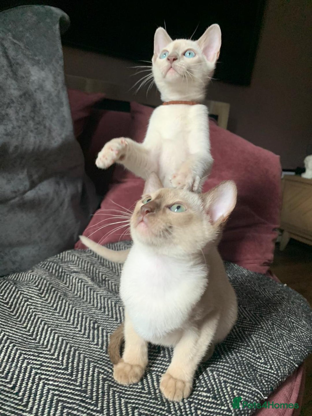 Burmese cats for sale: Chocolate mink Generation Pedigree Tonkinese  - Image 4