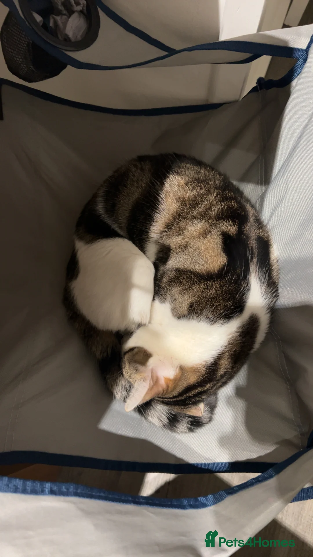 Mixed Breed cats for sale: Cute male cat. - Advert 5