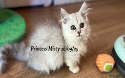 Munchkin cats for sale: Exceptional Quality & Extremely Rare Silver Minuet - Image 16