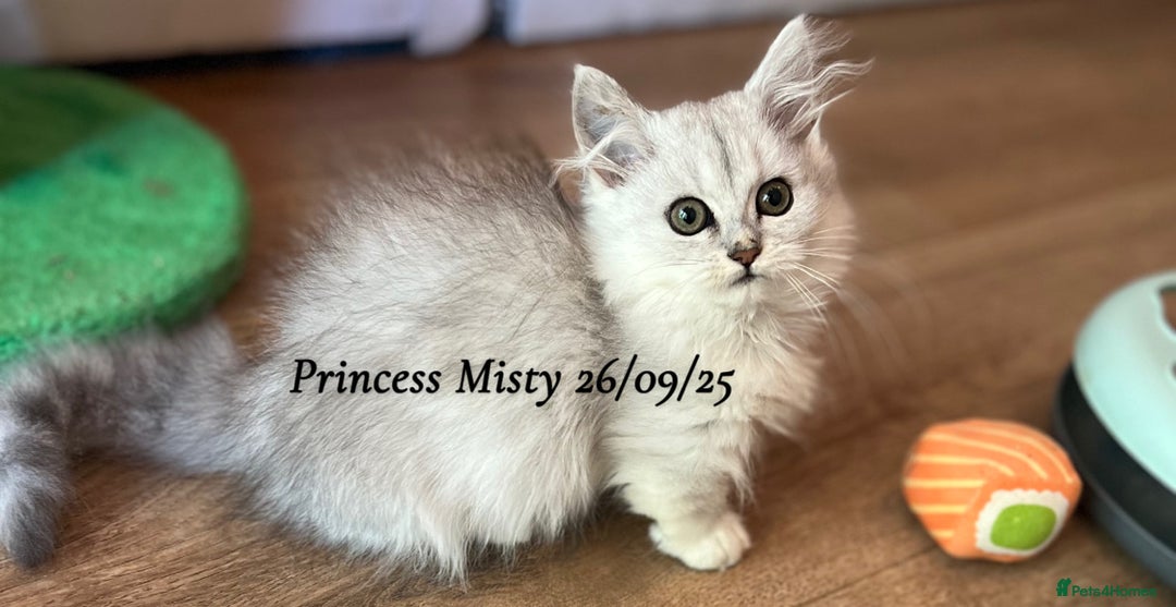 Munchkin cats for sale: Exceptional Quality & Extremely Rare Silver Minuet - Image 16