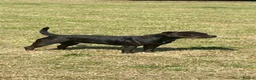 Staffordshire Bull Terrier dogs for sale: Beautiful Staffordshire bull terrier boy - Advert 1