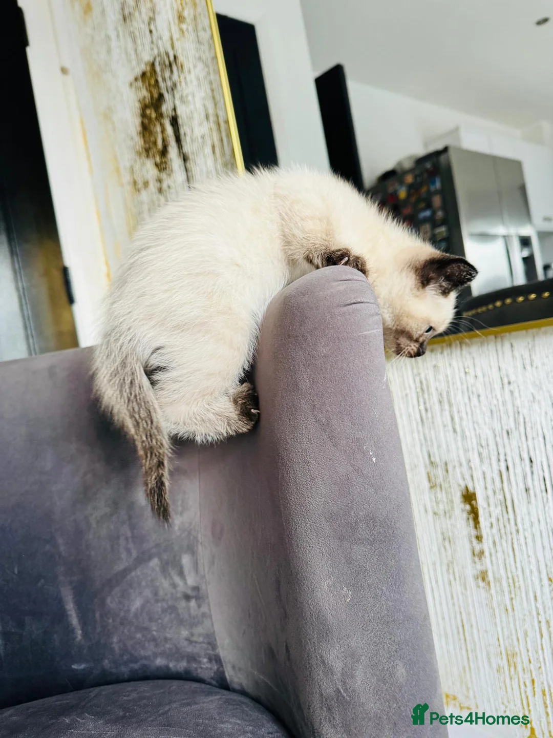Mixed Breed cats for sale: Handsome Ragdoll mix Kitten - Advert 2