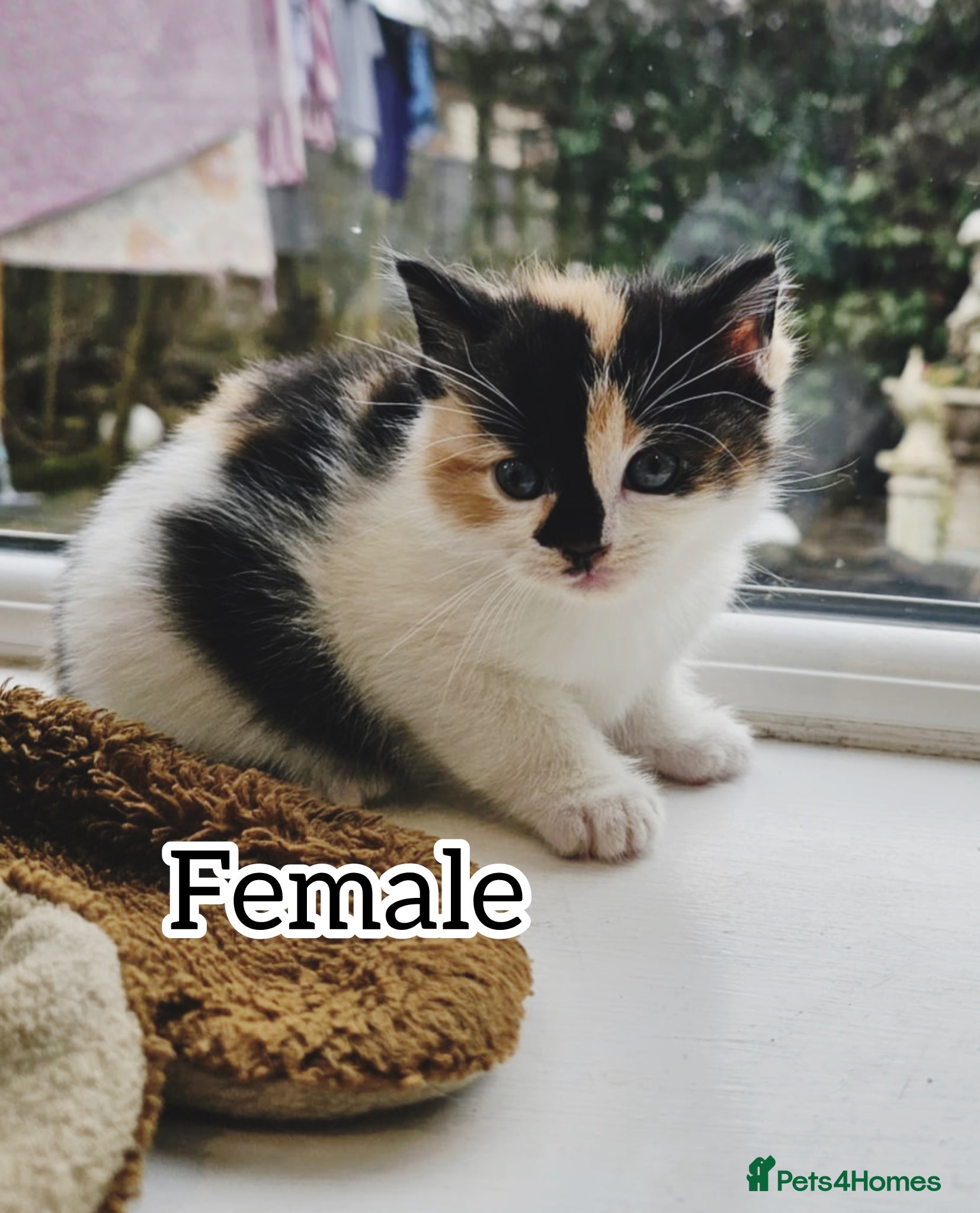 Mixed Breed cats 5 kittens looking for forever home  - Advert 1