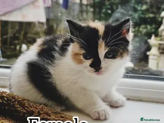 Mixed Breed cats 5 kittens looking for forever home - Advert 1