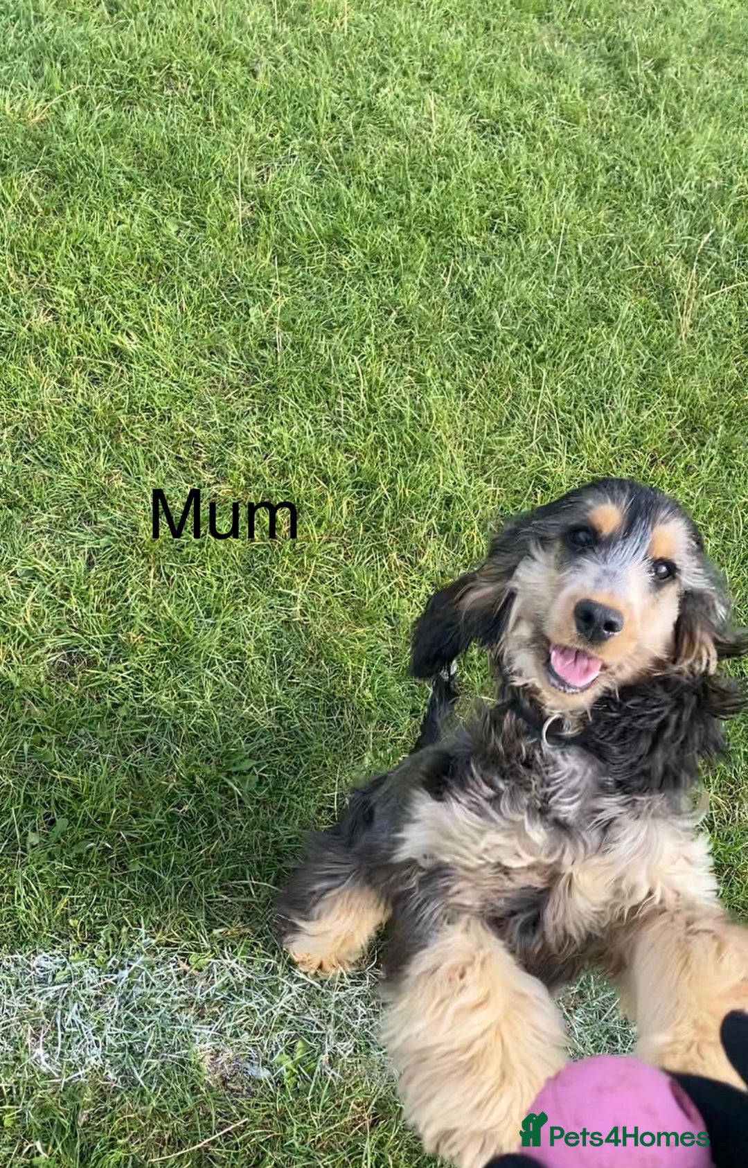 Cocker Spaniel dogs for sale: Murphy- Show Cocker Spaniel - Image 6