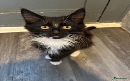 Mixed Breed cats for sale: 3 male kittens 4 months old  - Image 1