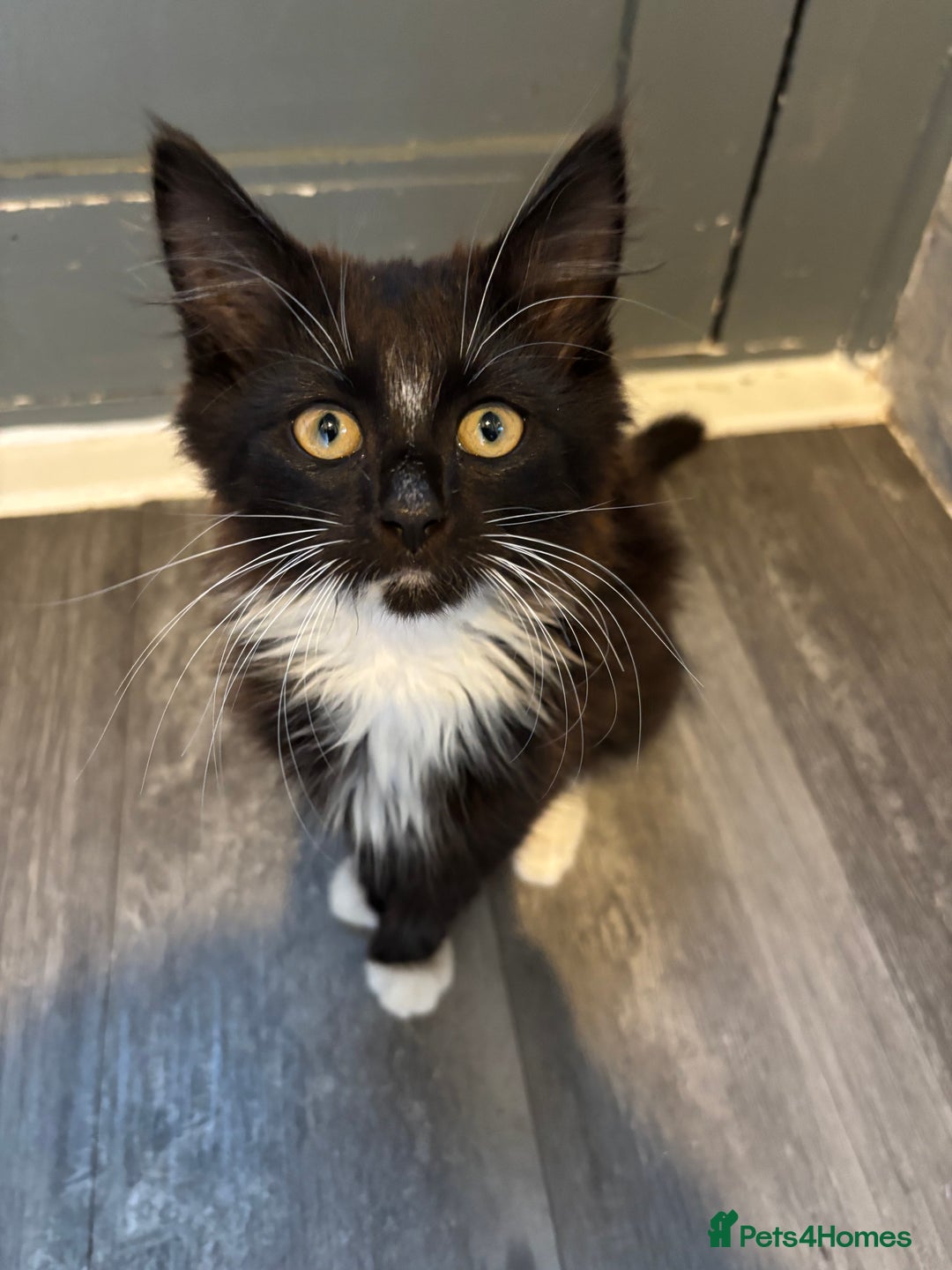 Mixed Breed cats for sale: 3 male kittens 4 months old  - Image 1