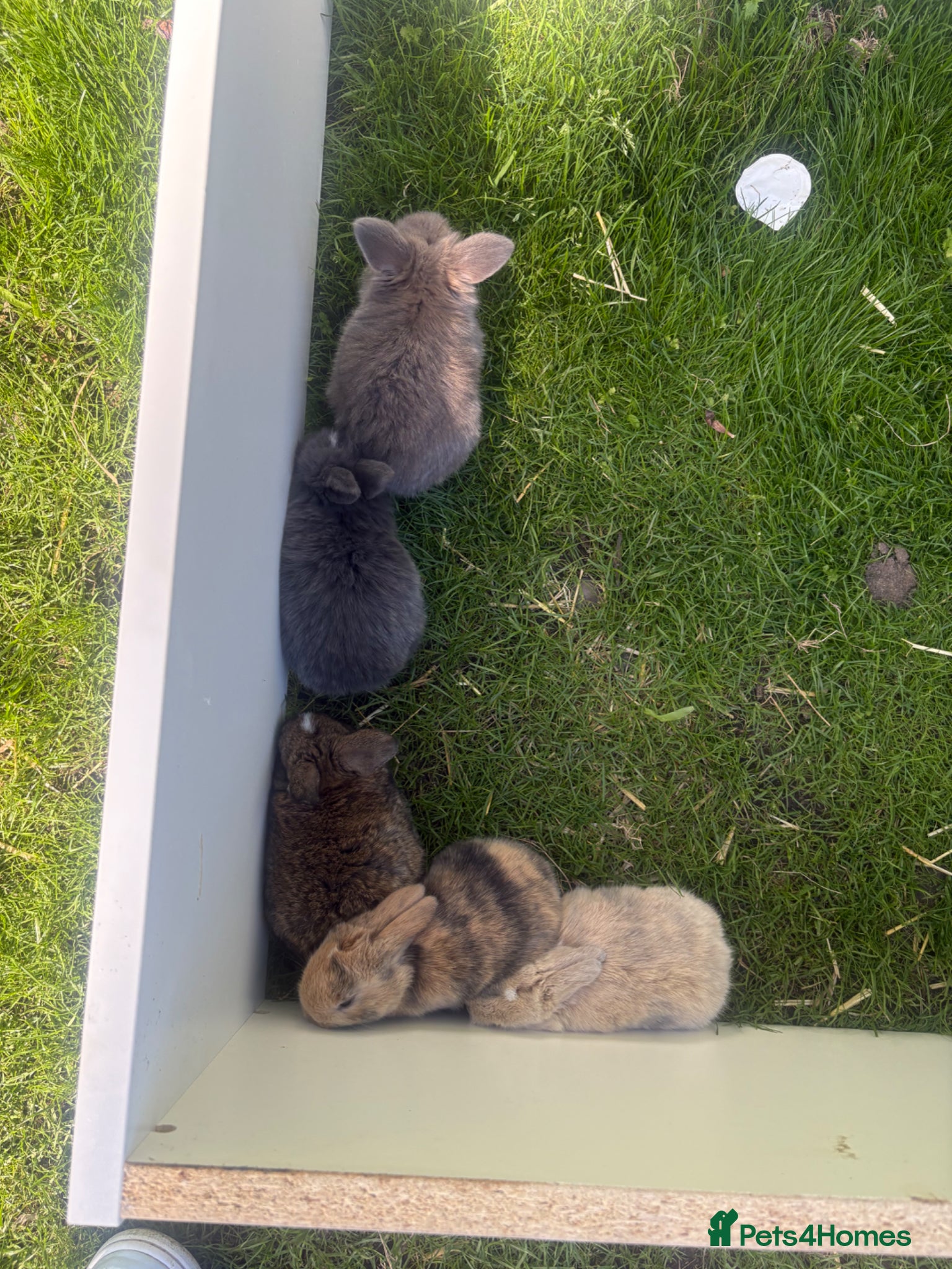 Mini Lop rabbits for sale: Mini lop babies - Advert 7