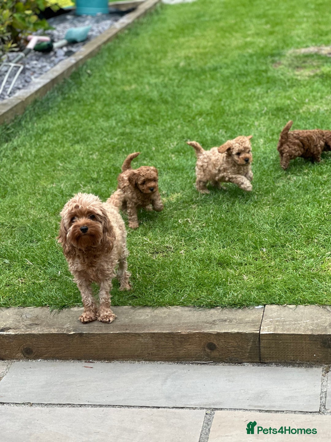 Cavapoo dogs for sale: Adorable F1B Cavapoo Puppies - Advert 10