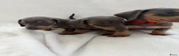 Dachshund dogs for sale: Miniature dachshund puppies in Perth - Advert 2