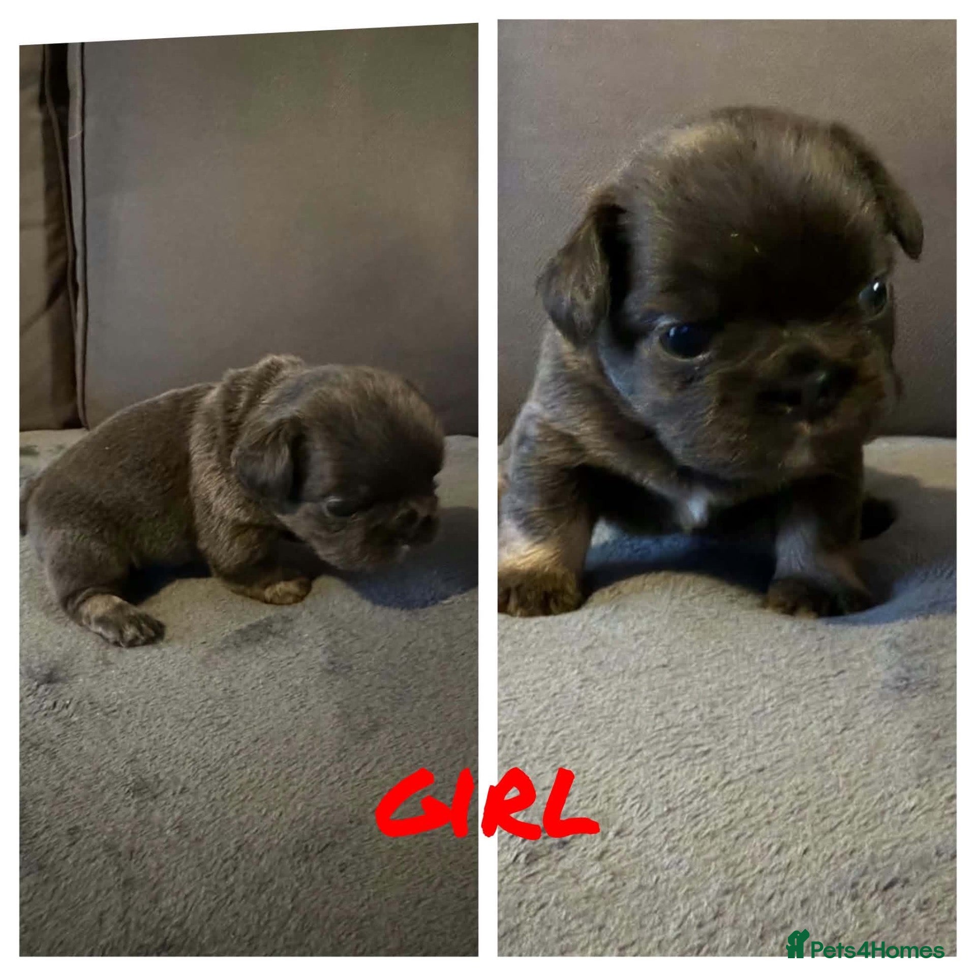 French Bulldog dogs for sale: Fluffy french bulldogs - Advert 8