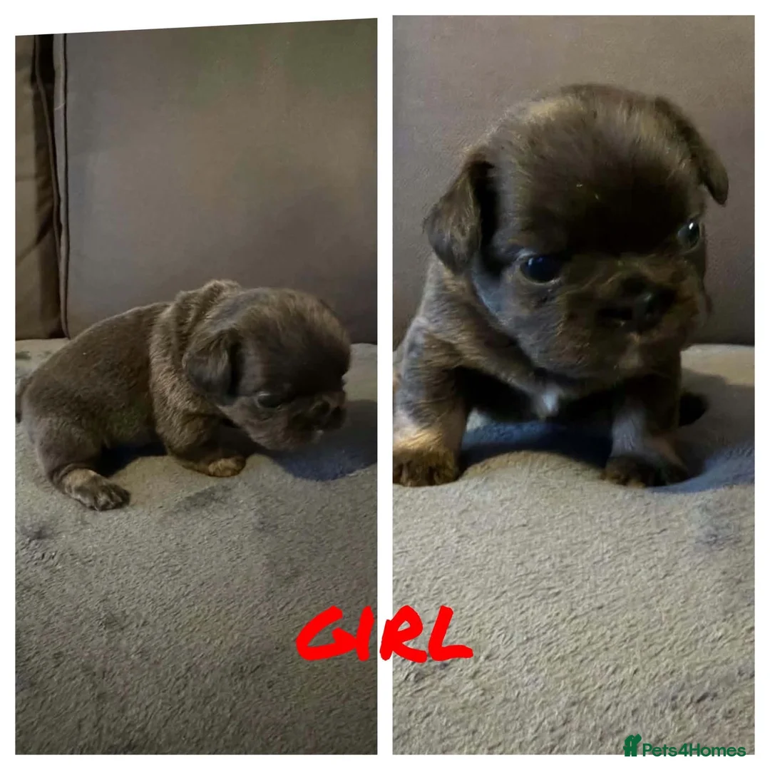 French Bulldog dogs for sale: Fluffy french bulldogs in Newton Abbot - Advert 1