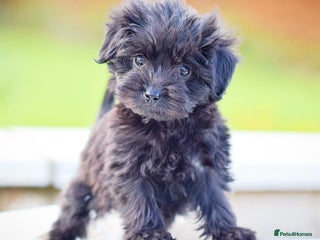 Mixed Breed dogs Council approved 5⭐️Rated Licensed Registered - Advert 3