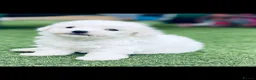 Bichon Frise dogs for sale: Bichon Frise pups kc registers parents  - Advert 6