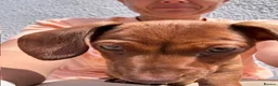 Miniature Dachshund dogs for sale: Miniature dachshund puppies - Ready Now!   - Advert 7