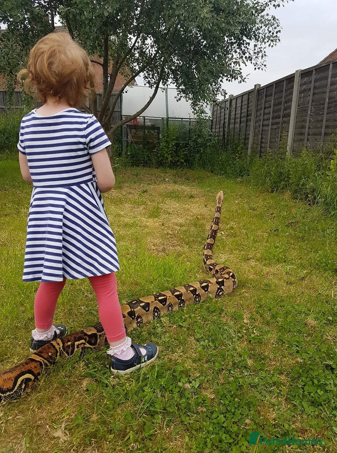 Boa Snake reptiles for sale: Boa constrictor - Advert 1