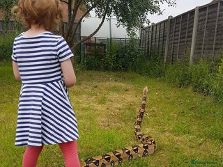 Boa Snake reptiles Boa constrictor - Advert 1