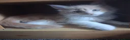 Maine Coon cats for sale: Female Maine coon  - Advert 7
