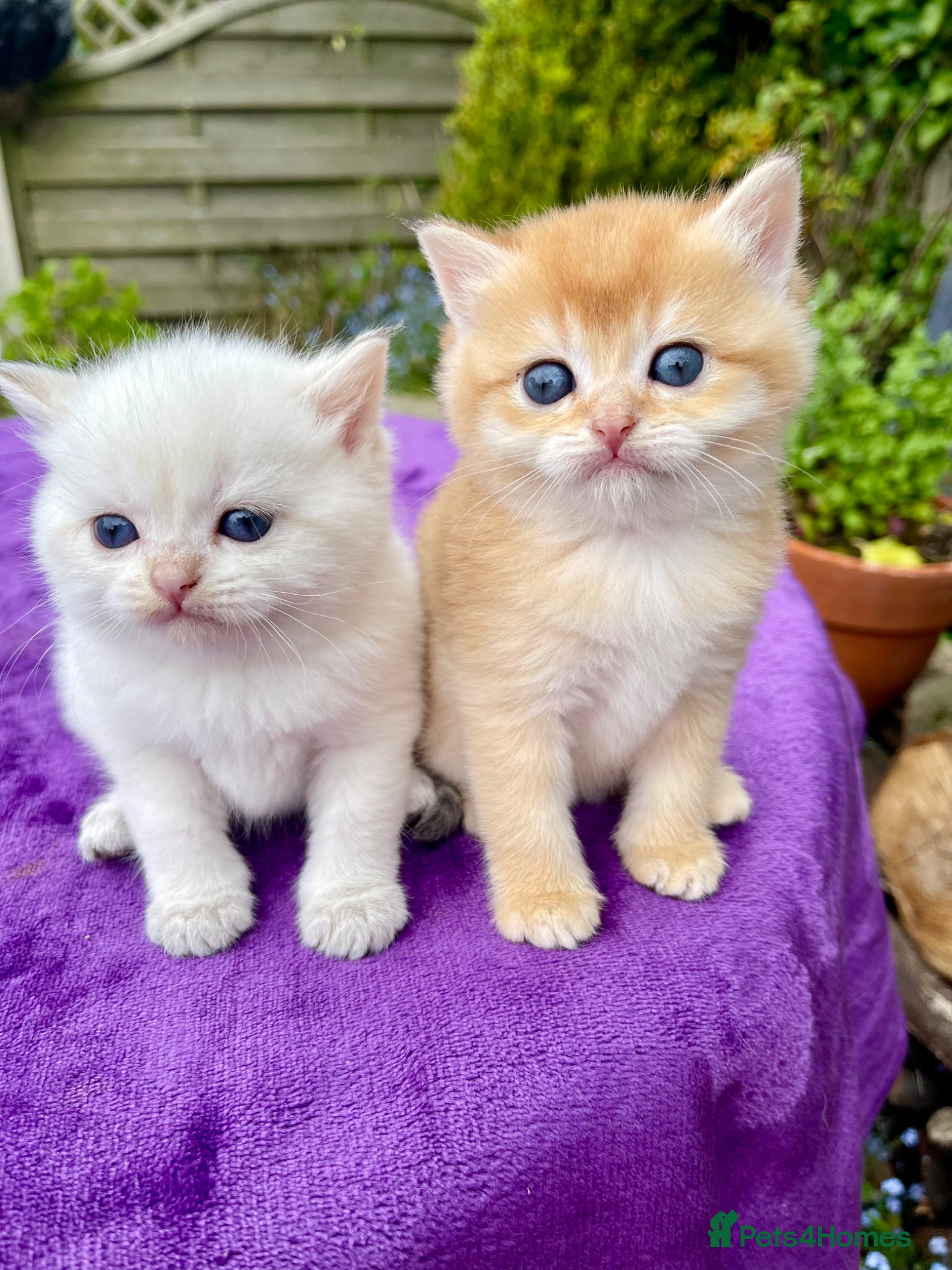 British Shorthair cats Golden, Golden Colourpoint & Silver Tipped - Advert 18