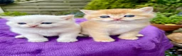 British Shorthair cats for sale: Golden, Golden Colourpoint & Silver Tipped - Advert 4