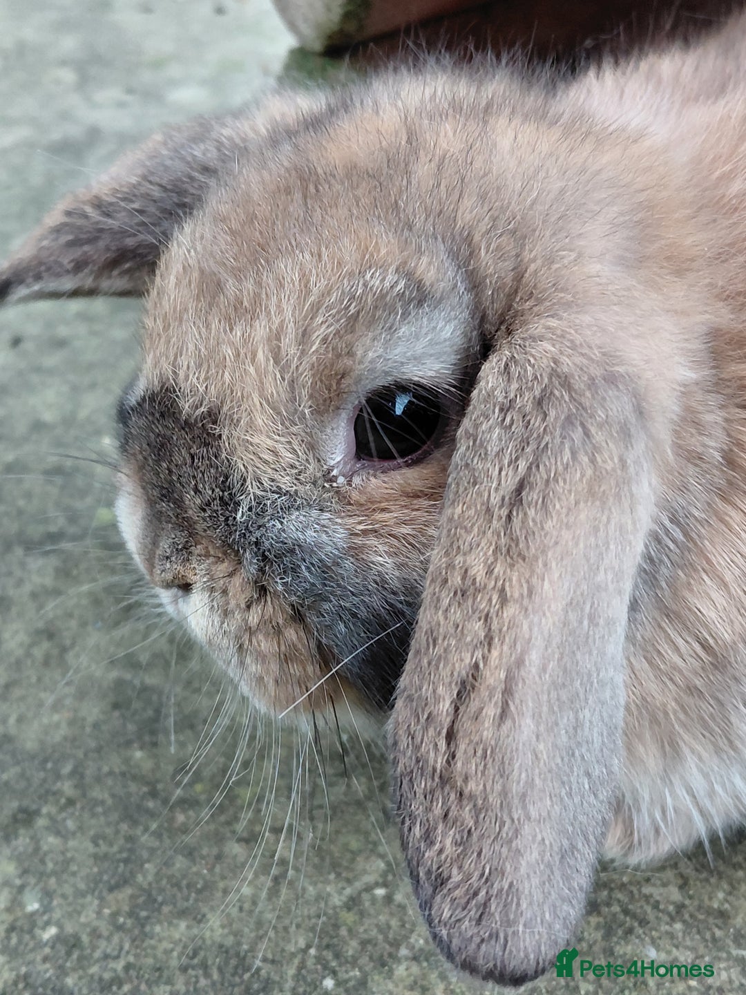Mini Lop rabbits for sale: Mini Lop babies. All boys.  - Advert 4