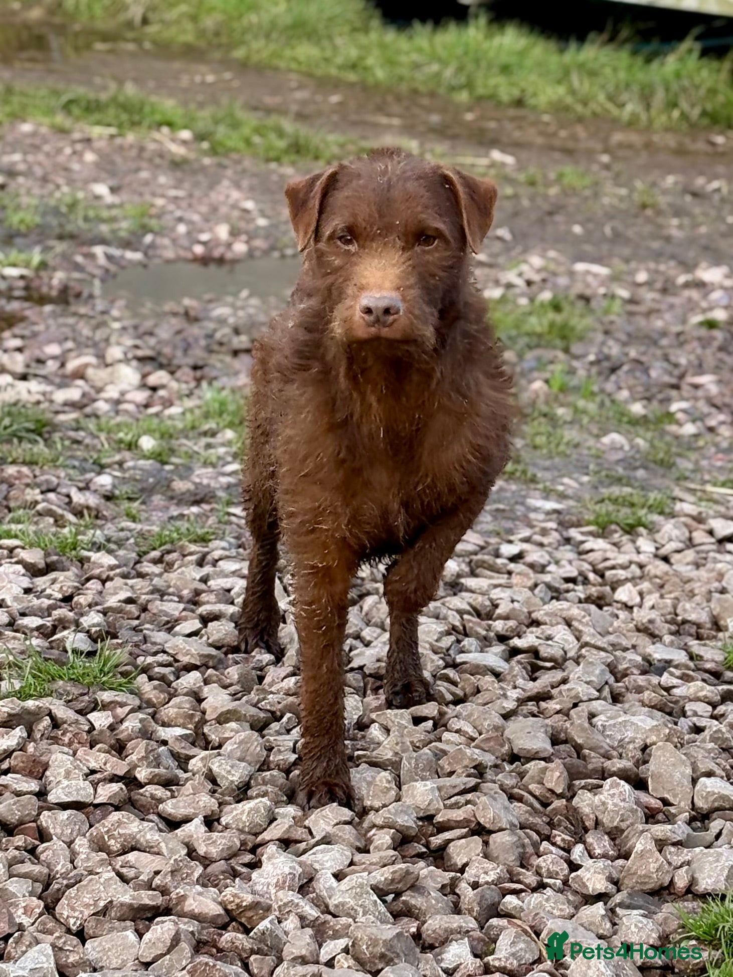 Patterdale Terrier dogs Quality Patterdale Pups - Advert 2