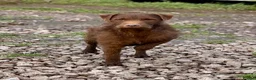 Patterdale Terrier dogs for sale: Quality Patterdale Pups - Advert 3
