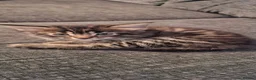 Mixed Breed cats for sale: Beautiful kittens for sale  - Advert 12