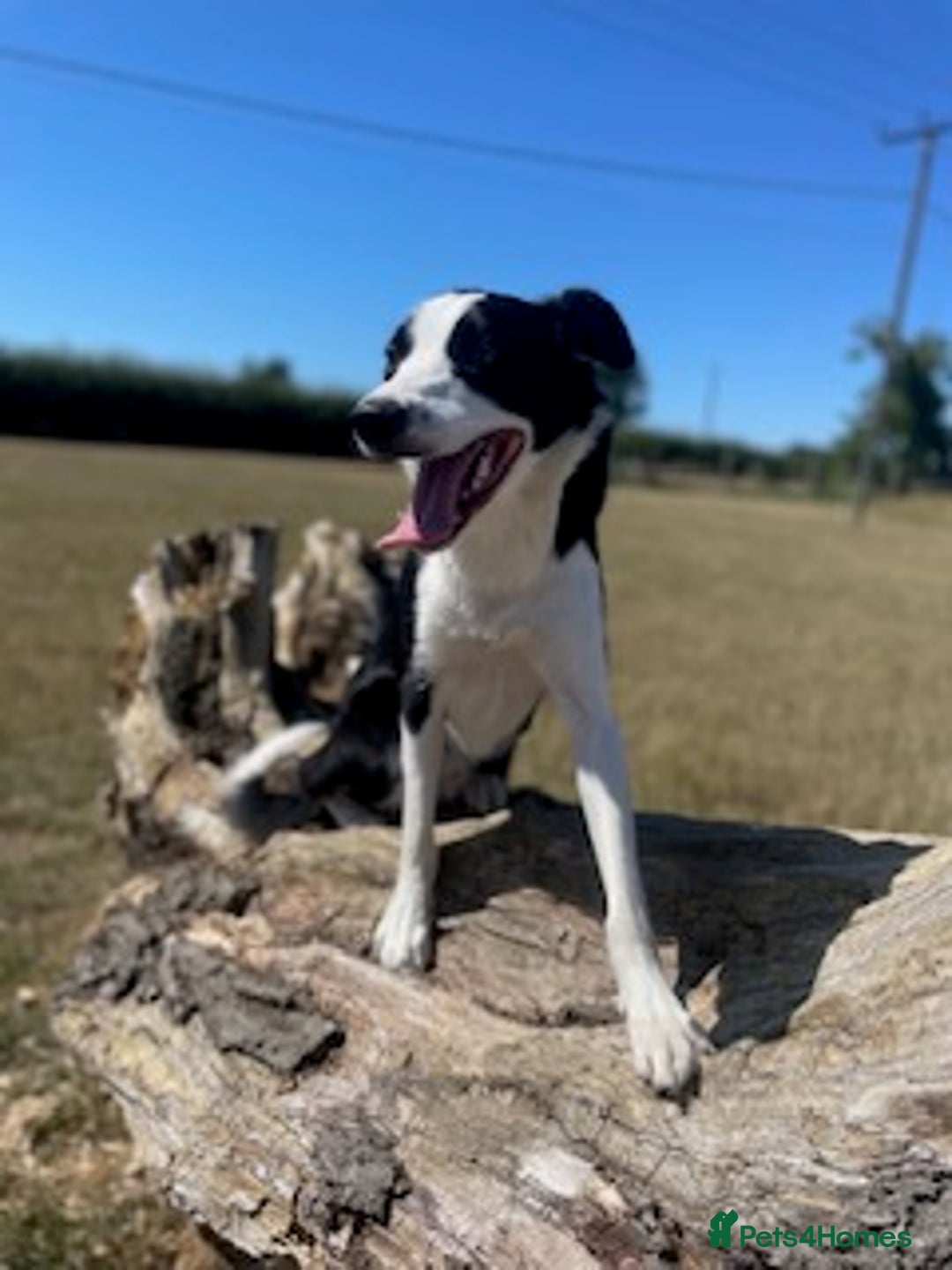 Border Collie dogs for sale: 2 Year old Collie Dog  - Image 2
