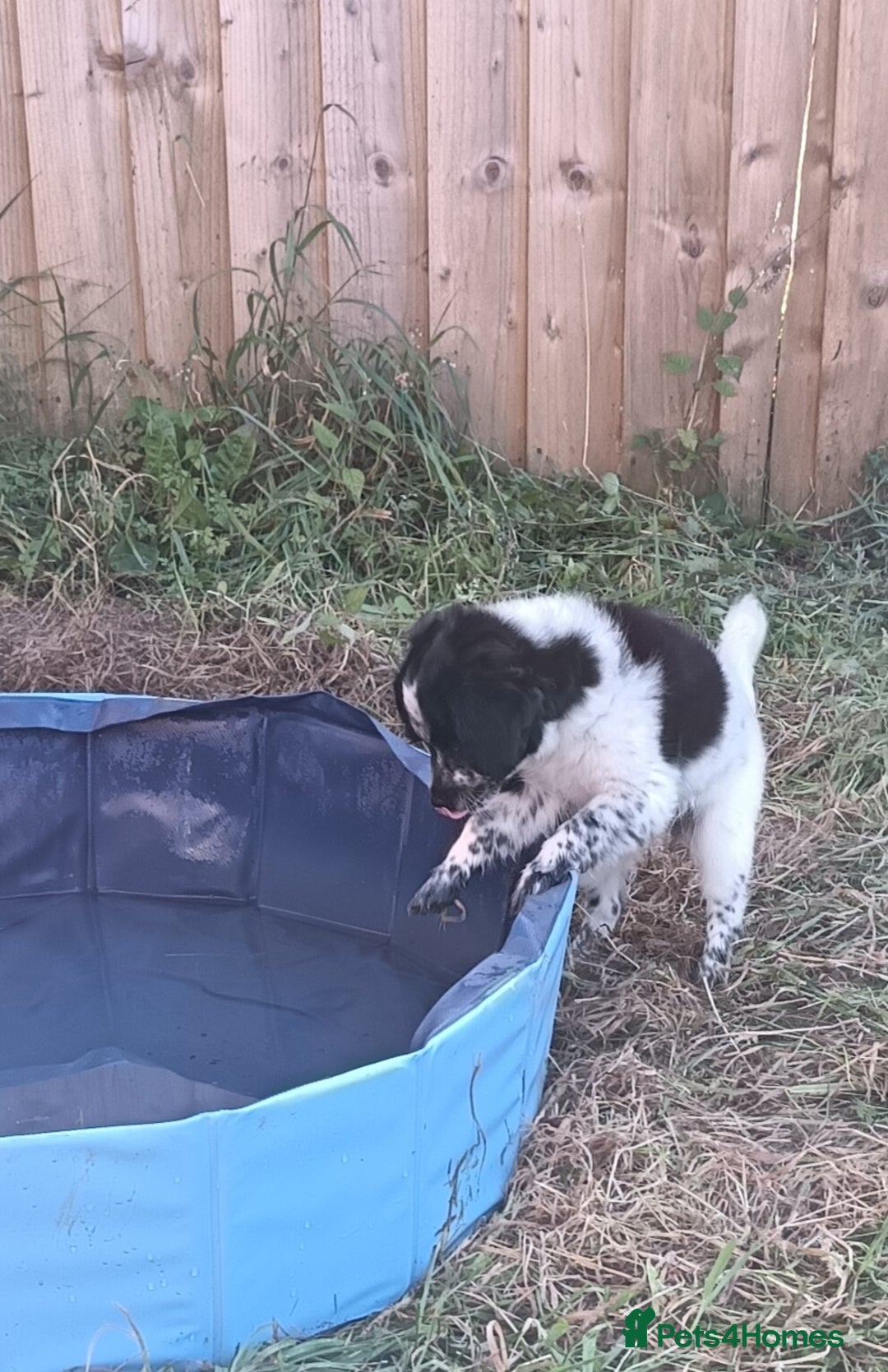 Mixed Breed dogs for sale: Pomapoo puppies  - Image 9