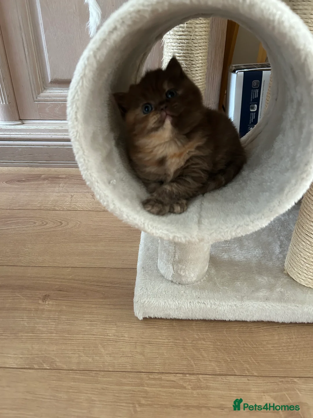 British Shorthair cats for sale: GCCF BRITISH SHORTHAIRS ALL RESERVED - Advert 11