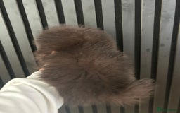 Pomeranian dogs for sale: Adorable bear faced fluffy merle Pomeranians - Image 12