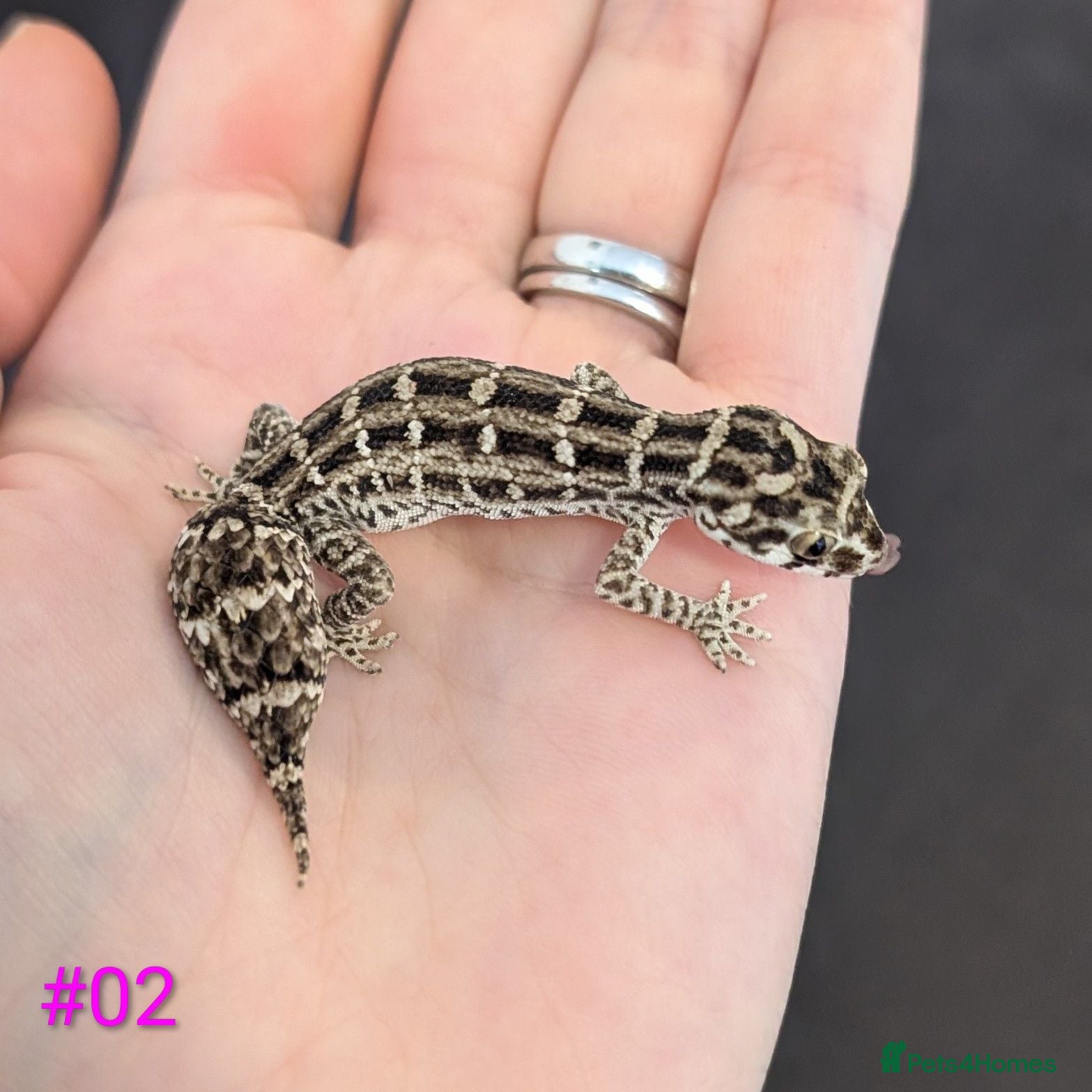 Gecko reptiles Viper Geckos Juveniles and Sub-Adults - Advert 2