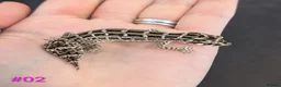 Gecko reptiles for sale: Viper Geckos Juveniles and Sub-Adults - Advert 2