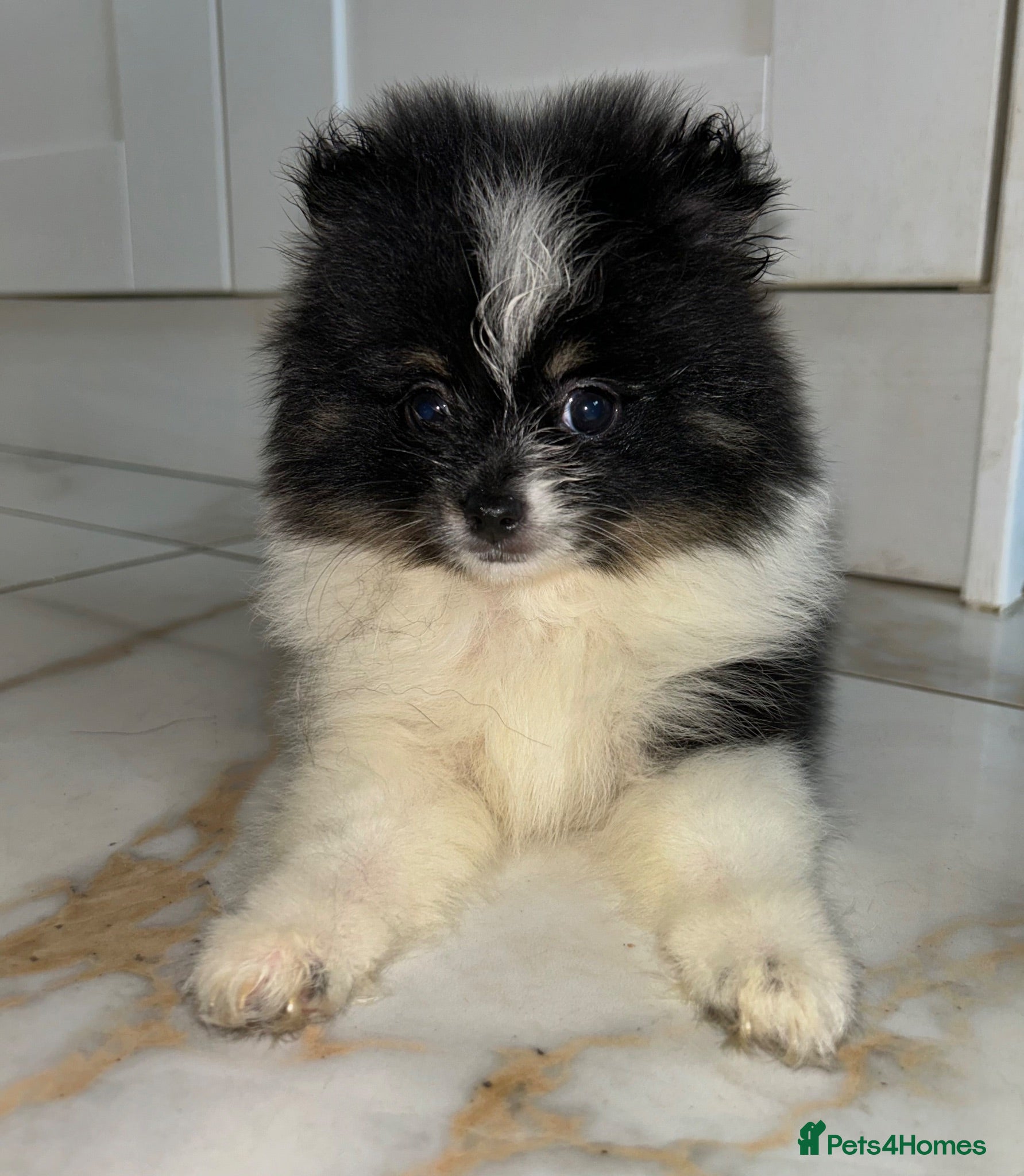 Pomeranian dogs Tiny Russian Teddy Pomeranians  - Advert 4