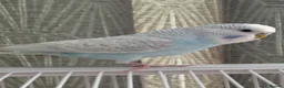 Budgerigars birds for sale: Beautiful male budgies  in Arbroath - Advert 8