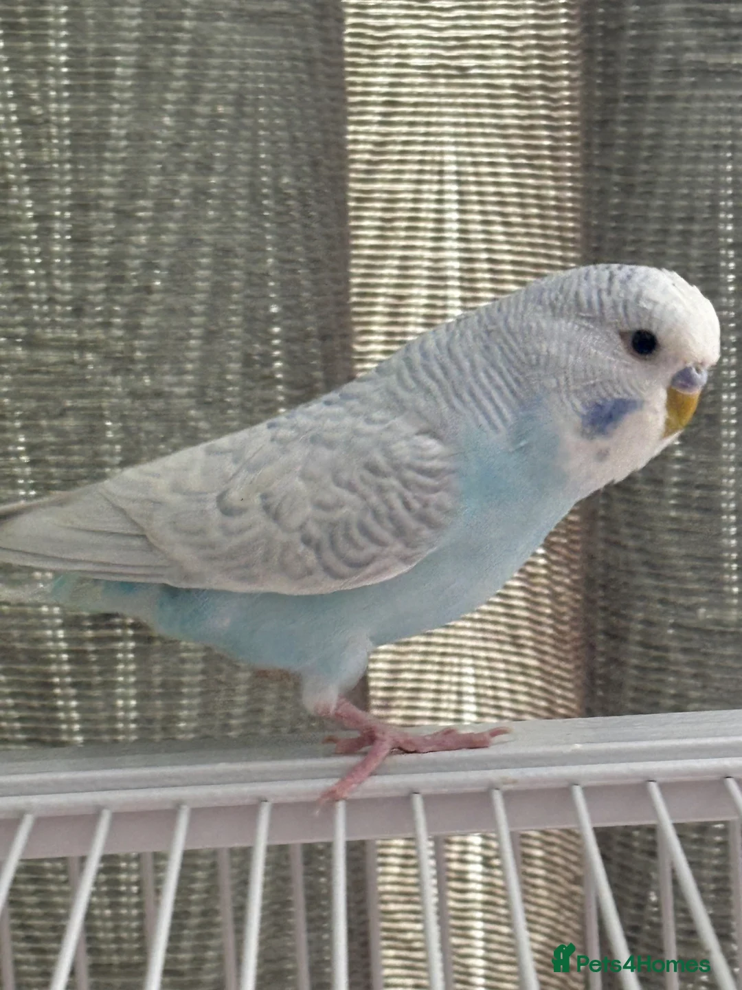 Budgerigars birds for sale: Beautiful male budgies  in Arbroath - Advert 8