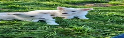 German Shepherd dogs for sale: White German Shepherd Kc registered female puppy - Advert 3