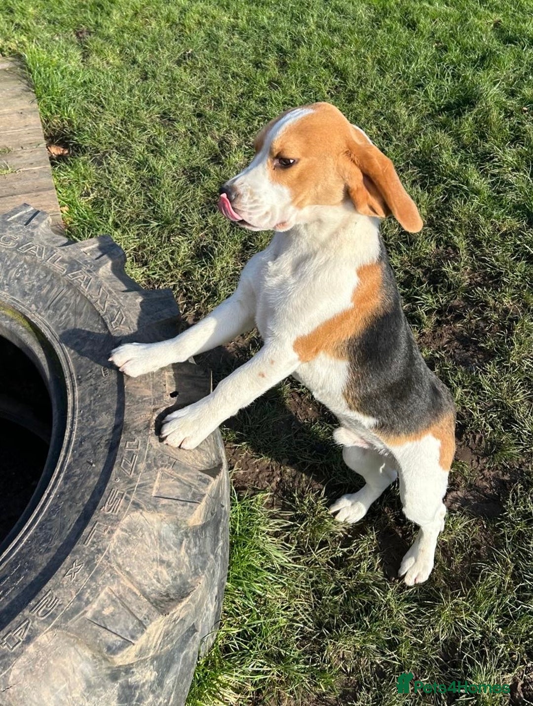Beagle dogs for sale: 8 month old sweet natured  - Advert 2