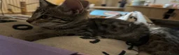 Bengal cats for sale: Soft fluffy bengals - Advert 10